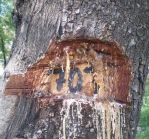 markings on the tree that could kill